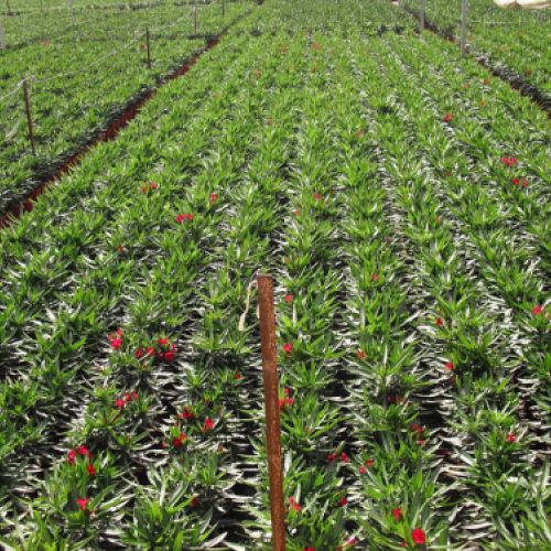 Nerium oleander   Producción M 18