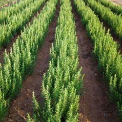 Rosmarinus officinalis M 25