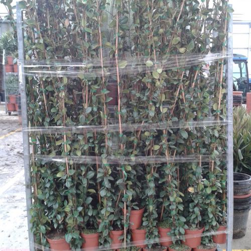 CC Trachelospermum jasminoide m 18