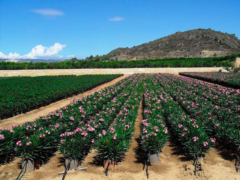 Vivero mayorista de planta ornamental Valencia